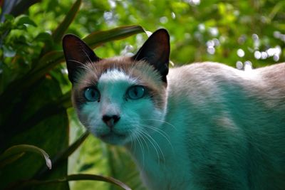 Close-up portrait of a cat