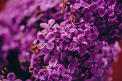 Close-up of purple flowering plants