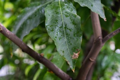 Close-up of raindrops on plant