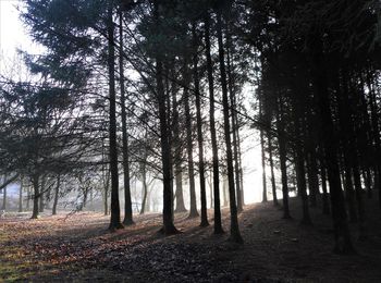 Trees in forest during autumn