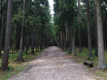 View of trees in forest
