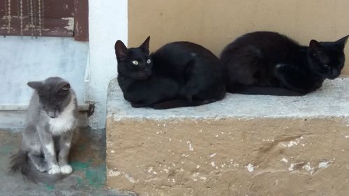 Portrait of a black dog