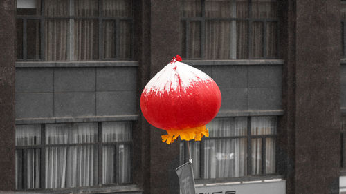 Close-up of red flower hanging on window against building