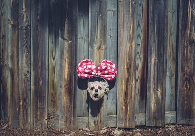 Portrait of dog on door