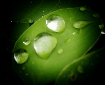 Close-up of water drops on leaf