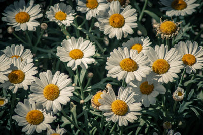 High angle view of daisy flowers