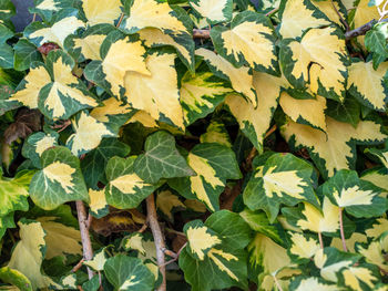 High angle view of leaves