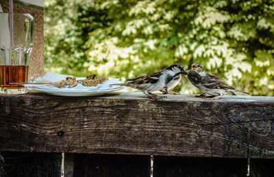 Bird eating food on table