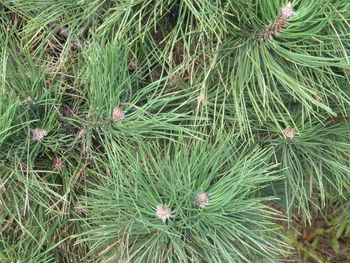 High angle view of pine tree on field