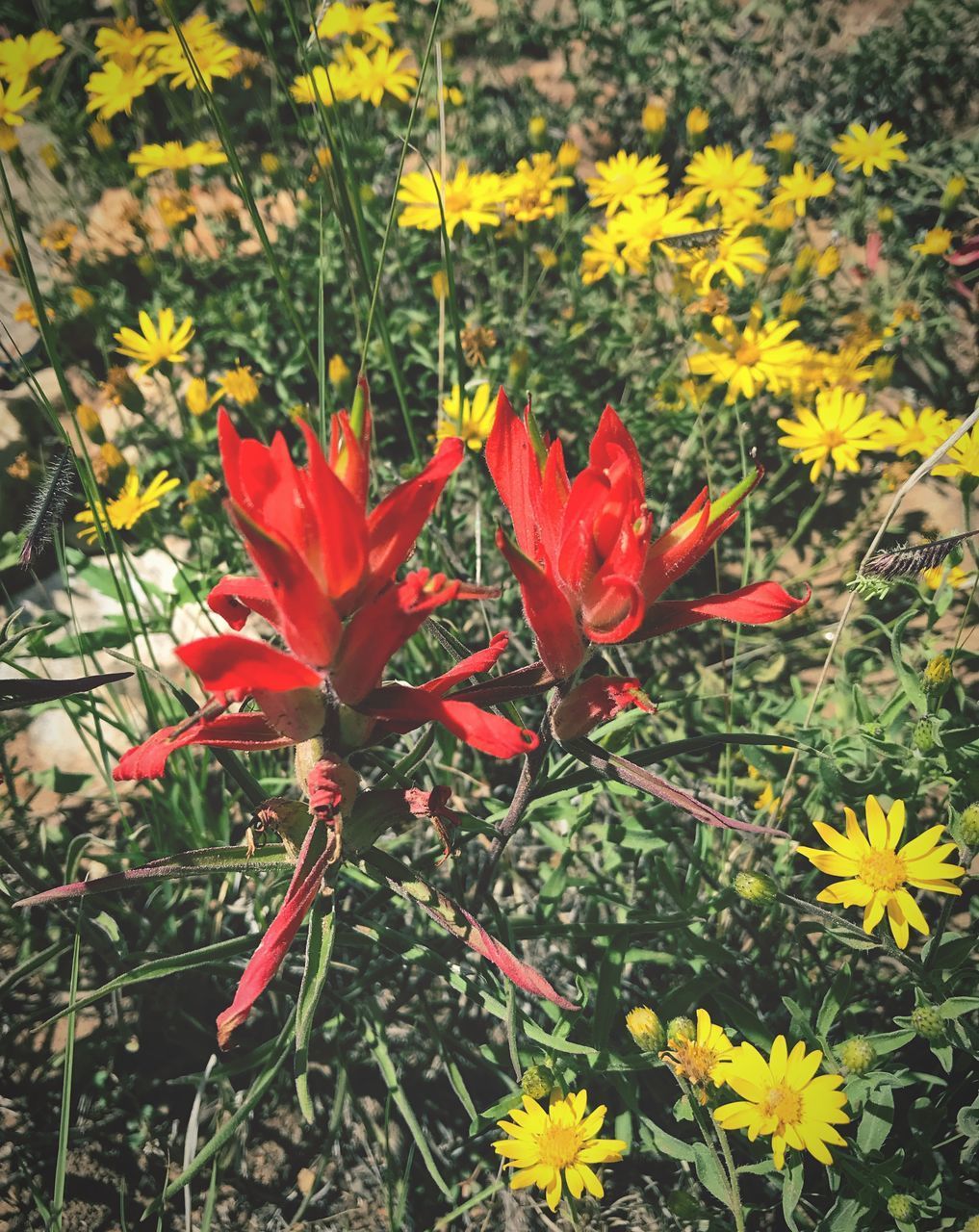 CLOSE-UP OF RED FLOWERING PLANT