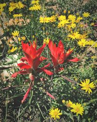 Close-up of red flowering plants on field