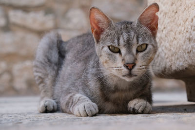 Close-up portrait of a cat