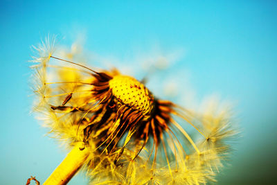 Close-up of insect on yellow flower