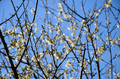 Low angle view of flowers on branch