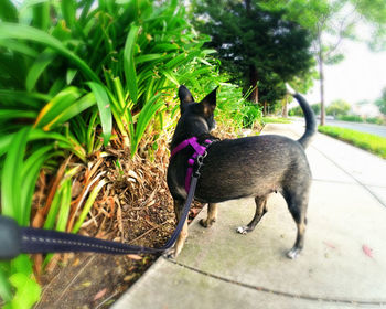 Portrait of dog