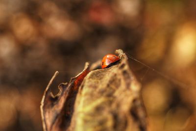 Close-up of ladybug 