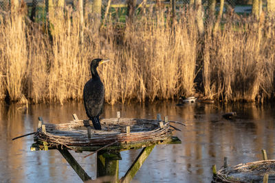 Bird perching on a lake