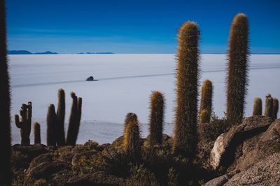 Cactuses growing on rock formation against salar de uyuni