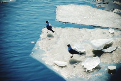 High angle view of birds perching on the sea