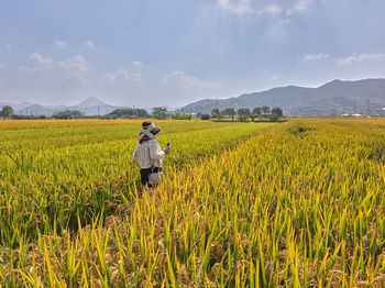 Scenic view of agricultural field against sky