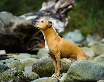 American pit bull terrier standing on rock