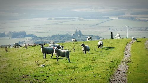 Cow grazing on grassy field