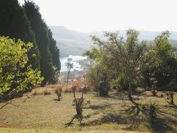 Trees on field against sky