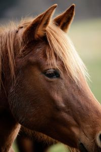 Close-up of a horse