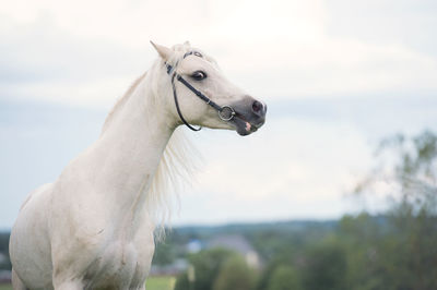 Horse standing against sky