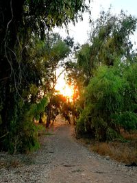 Scenic view of trees against sky during sunset