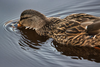 Close-up of mallard duck swimming in lake