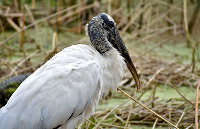 Close-up of white bird