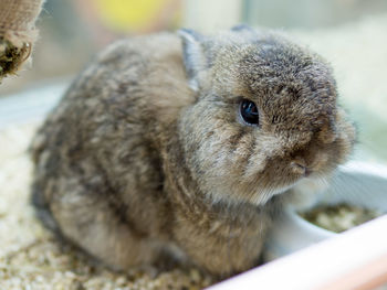 Close-up of a rabbit