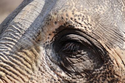 Close-up of elephant