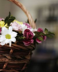 Close-up of pink flowers in basket