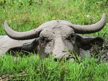 View of an animal on field