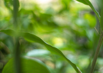 Close-up of grass against blurred background