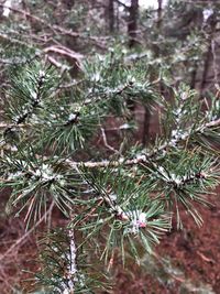 Close-up of pine tree