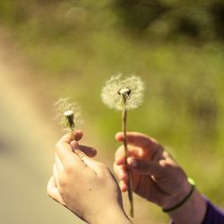 Close-up of cropped hand holding dandelion