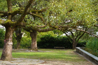 Trees in park