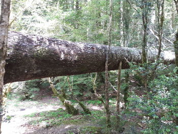 Trees in forest