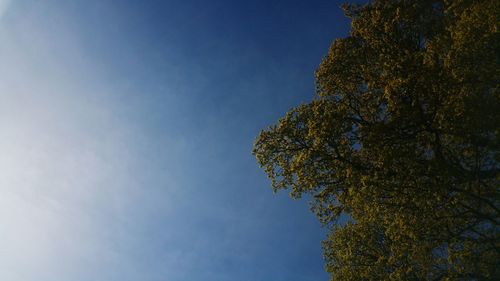 Low angle view of trees against blue sky