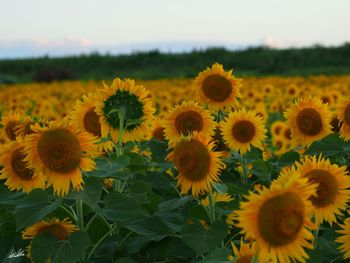 Close-up of sunflowers on field