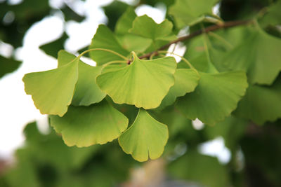 Close-up of green leaves