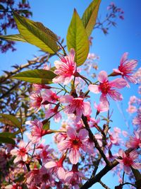 Low angle view of pink blossoms against sky