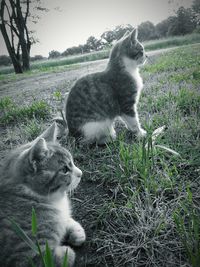 Cat sitting on grassy field