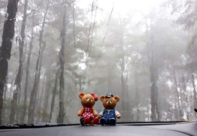 Woman standing on tree trunk in forest