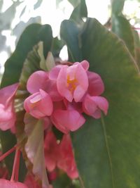 Close-up of pink flowering plant