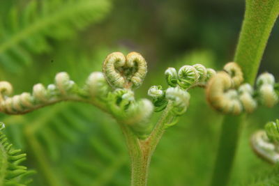 Close-up of fern