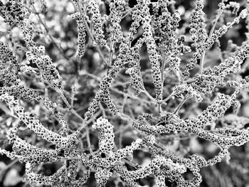 Full frame shot of wet spider web